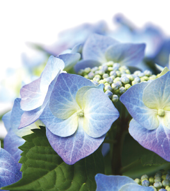 Close-up of blue and purple hydrangea flowers in bloom