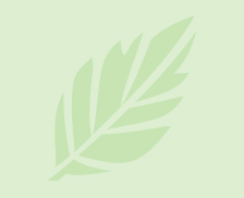 Green feather leaf silhouette on a pale green background