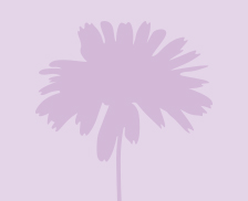 Mauve daisy flower silhouette on a pale mauve background